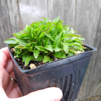 Miniature Goldenrod - Solidago virgaurea ssp.alpestris minutissima