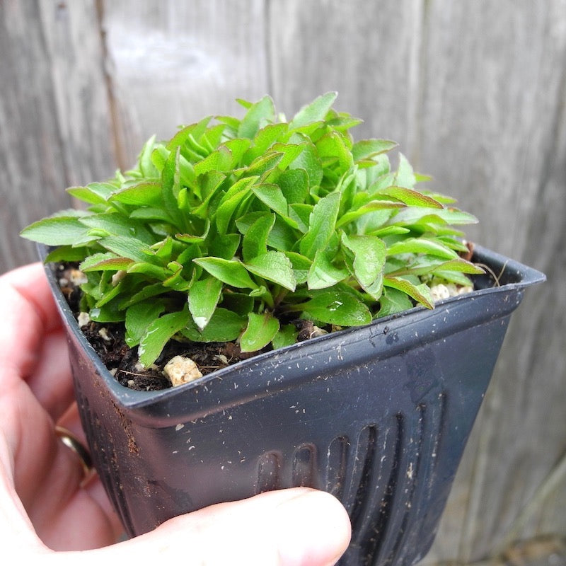 Miniature Goldenrod - Solidago virgaurea ssp.alpestris minutissima