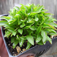 Miniature Goldenrod - Solidago virgaurea ssp.alpestris minutissima