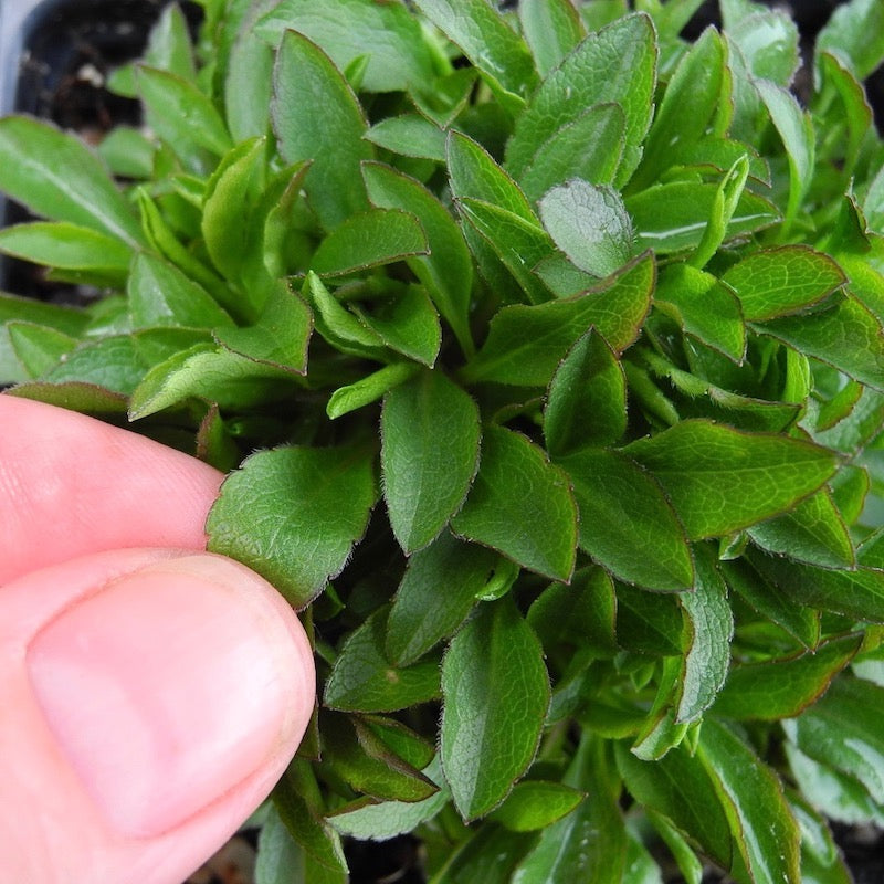 Miniature Goldenrod - Solidago virgaurea ssp.alpestris minutissima