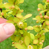 Golden Torch Barberry - Berberis thunbergii 'Golden Torch