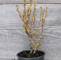 Golden Torch Barberry - Berberis thunbergii 'Golden Torch
