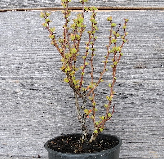 Golden Torch Barberry - Berberis thunbergii 'Golden Torch