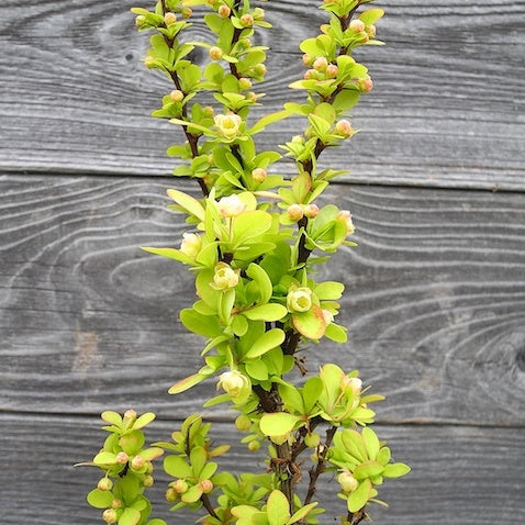 Golden Torch Barberry - Berberis thunbergii 'Golden Torch