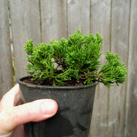 Glomerata Creeping Juniper - Juniperus horizontalis 'Glomerata'