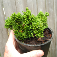 Glomerata Creeping Juniper - Juniperus horizontalis 'Glomerata'