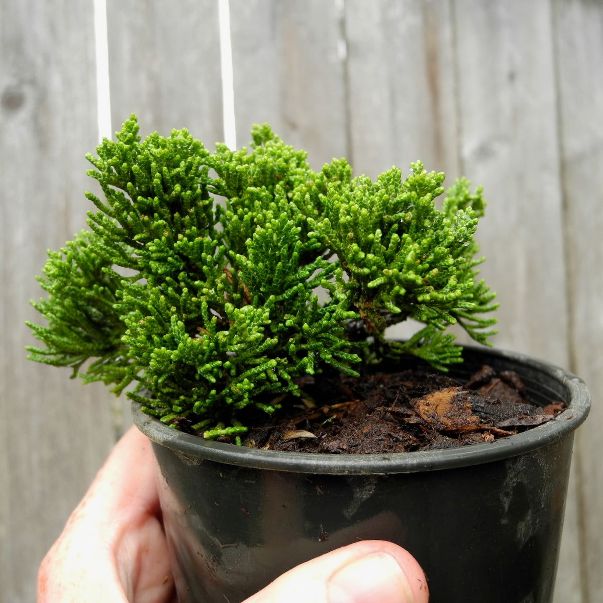 Glomerata Creeping Juniper - Juniperus horizontalis 'Glomerata'