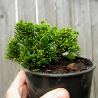 Glomerata Creeping Juniper - Juniperus horizontalis 'Glomerata'