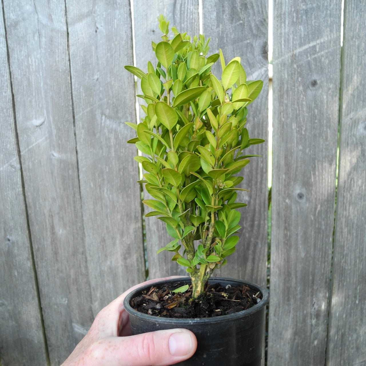 Graham Blandy Boxwood – Buxus sempervirens 'Graham Blandy'