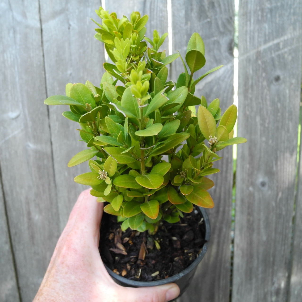Graham Blandy Boxwood – Buxus sempervirens 'Graham Blandy'