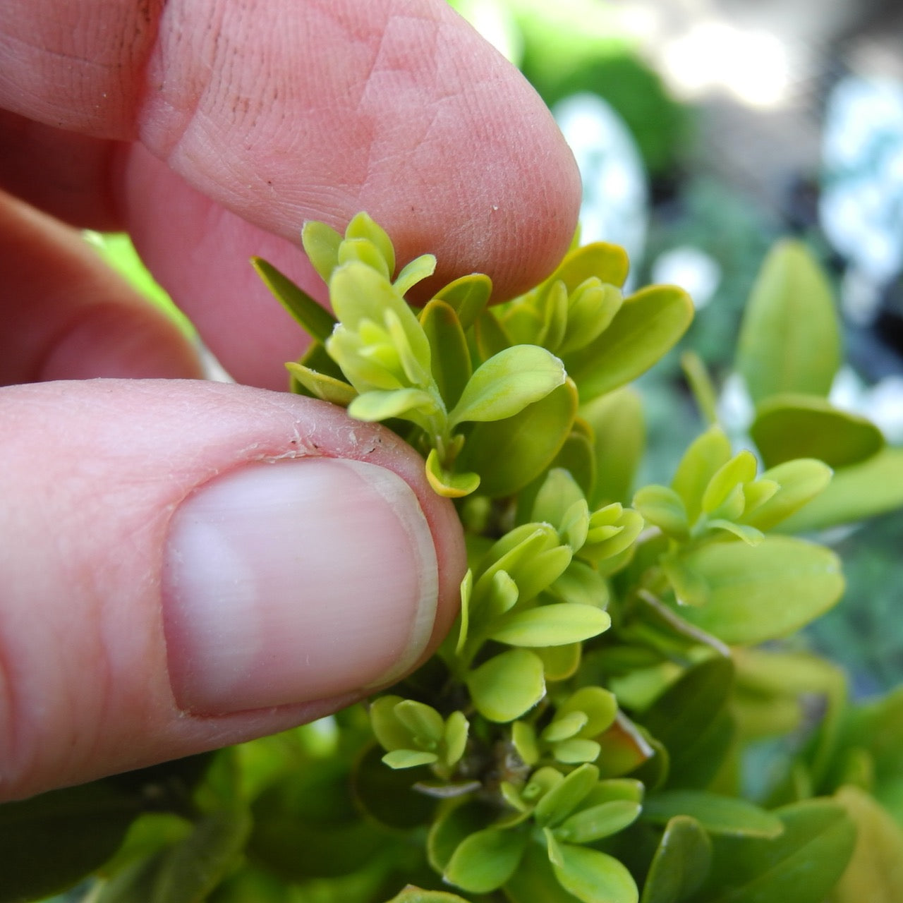 Graham Blandy Boxwood – Buxus sempervirens 'Graham Blandy'