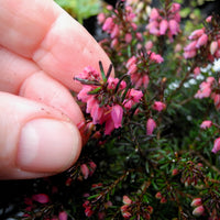 Nathalie Heather - Erica carnea 'Nathalie'