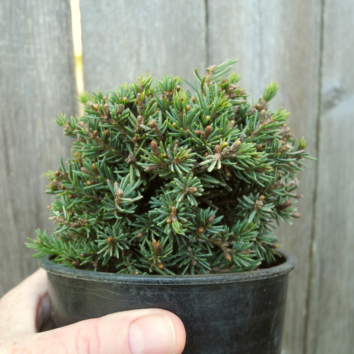 Hedgehog White Spruce - Picea glauca 'Echiniformis'