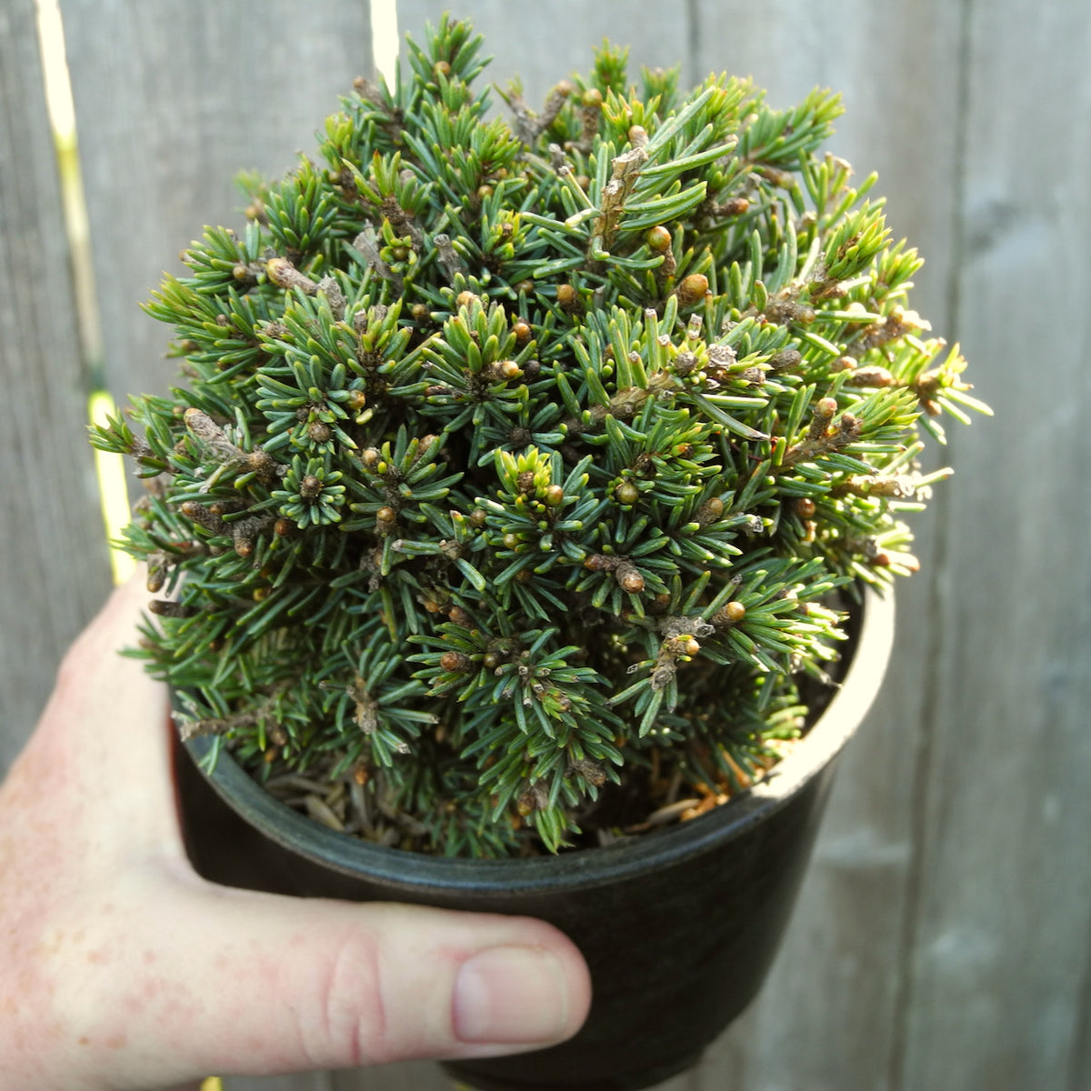 Hedgehog White Spruce - Picea glauca 'Echiniformis'