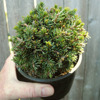 Hedgehog White Spruce - Picea glauca 'Echiniformis'