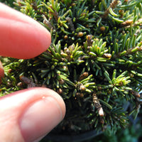 Hedgehog White Spruce - Picea glauca 'Echiniformis'