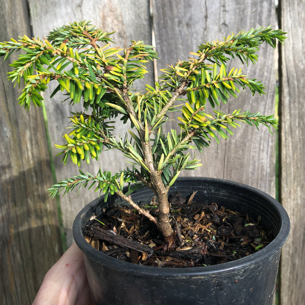 Aurea Compact Canada Hemlock - Tsuga canadensis 'Aurea Compacta'