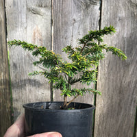 Aurea Compact Canada Hemlock - Tsuga canadensis 'Aurea Compacta'
