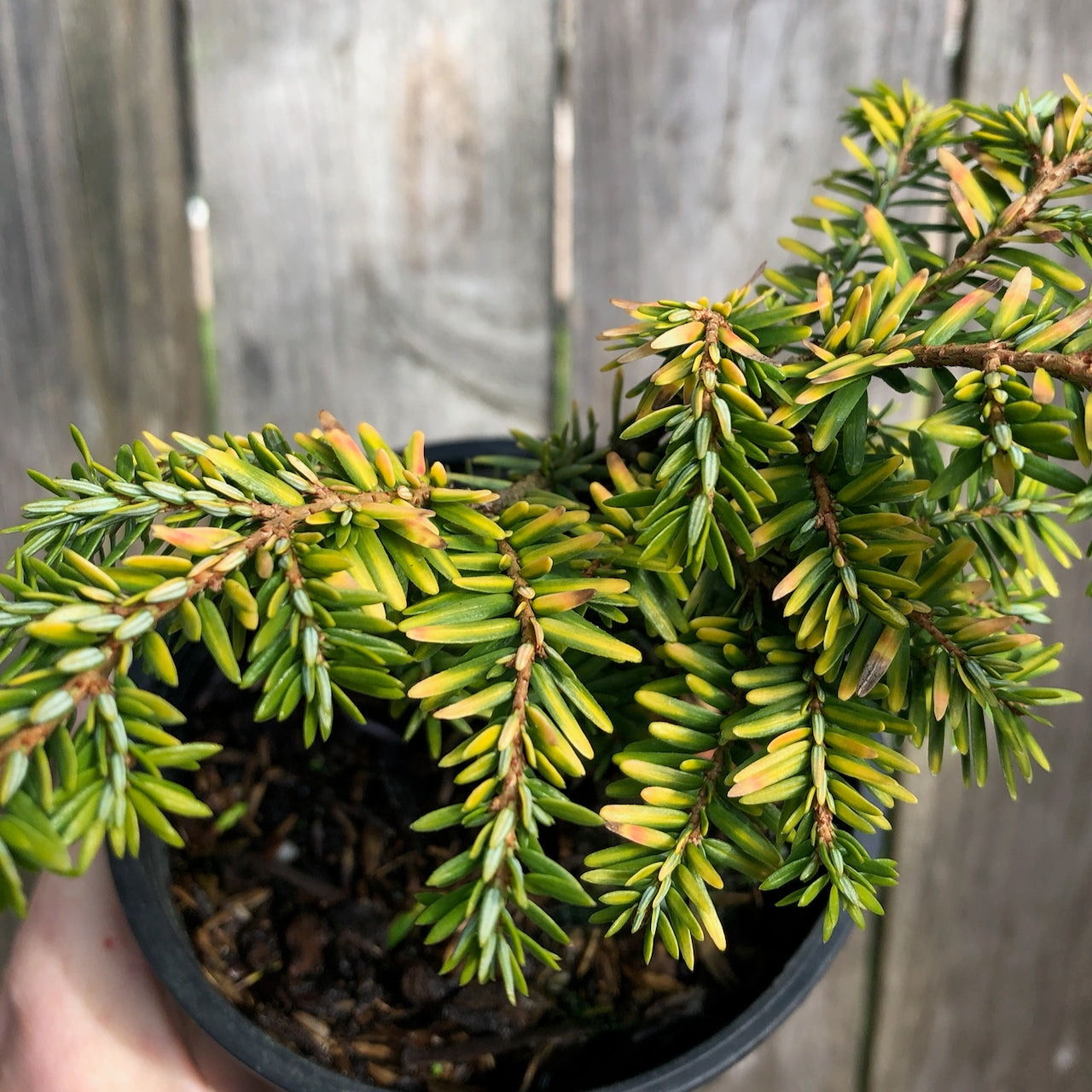 Aurea Compact Canada Hemlock - Tsuga canadensis 'Aurea Compacta'