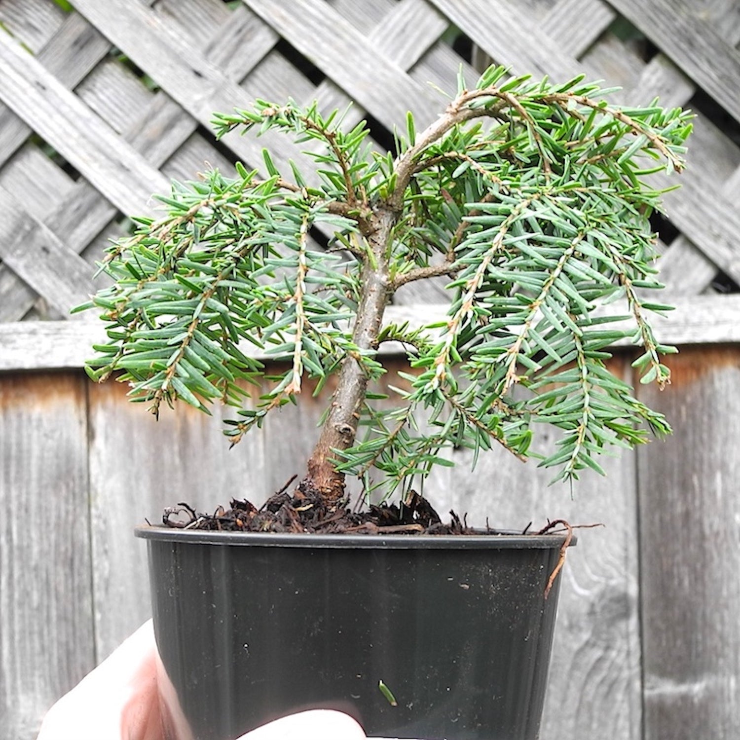 hemlock bonsai tree Miniature Garden Cole's Prostrate Canada Hemlock