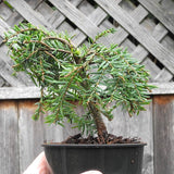 Cole's Prostrate Canada Hemlock - Tsuga canadensis 'Cole's Prostrate'