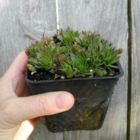 Hens and Chicks - Green - Sempervivum tectorum 'Kalinda'