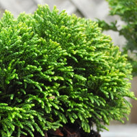 Just Dandy Hinoki Cypress - Chameacyparis obtusa 'Just Dandy'