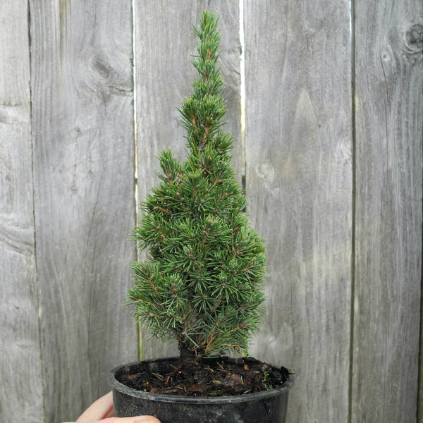 Jean's Dilly Dwarf Spruce - Picea glauca