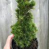 Jean's Dilly Dwarf Spruce - Picea glauca 'Jean's Dilly'