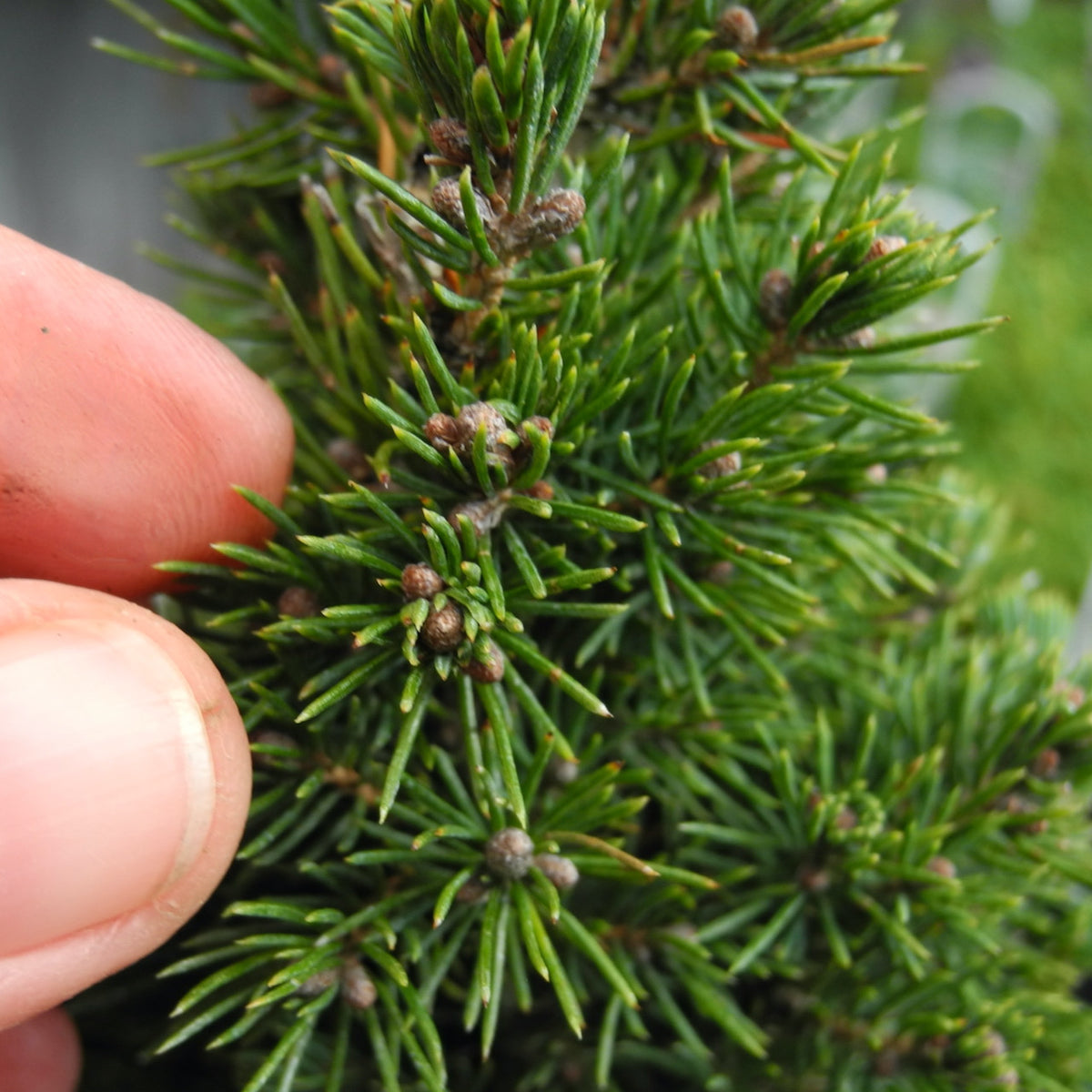 Jean's Dilly Dwarf Spruce - Picea glauca 'Jean's Dilly'