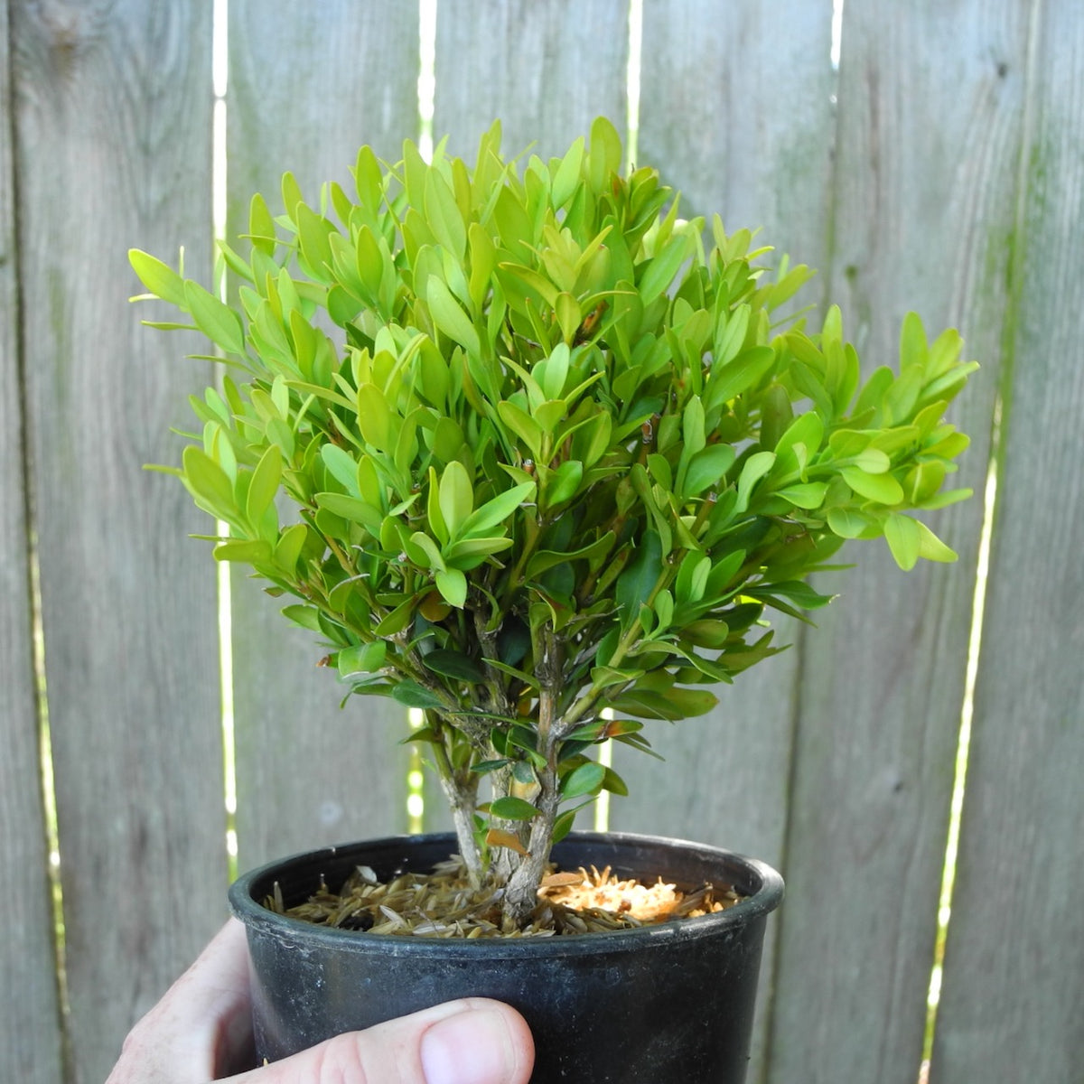 Justin Brouwers Dwarf Boxwood - Buxus sinica var. insularis 'Justin Brouwers'
