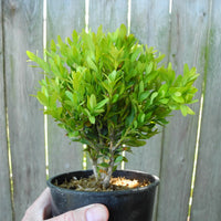 Justin Brouwers Dwarf Boxwood - Buxus sinica var. insularis 'Justin Brouwers'