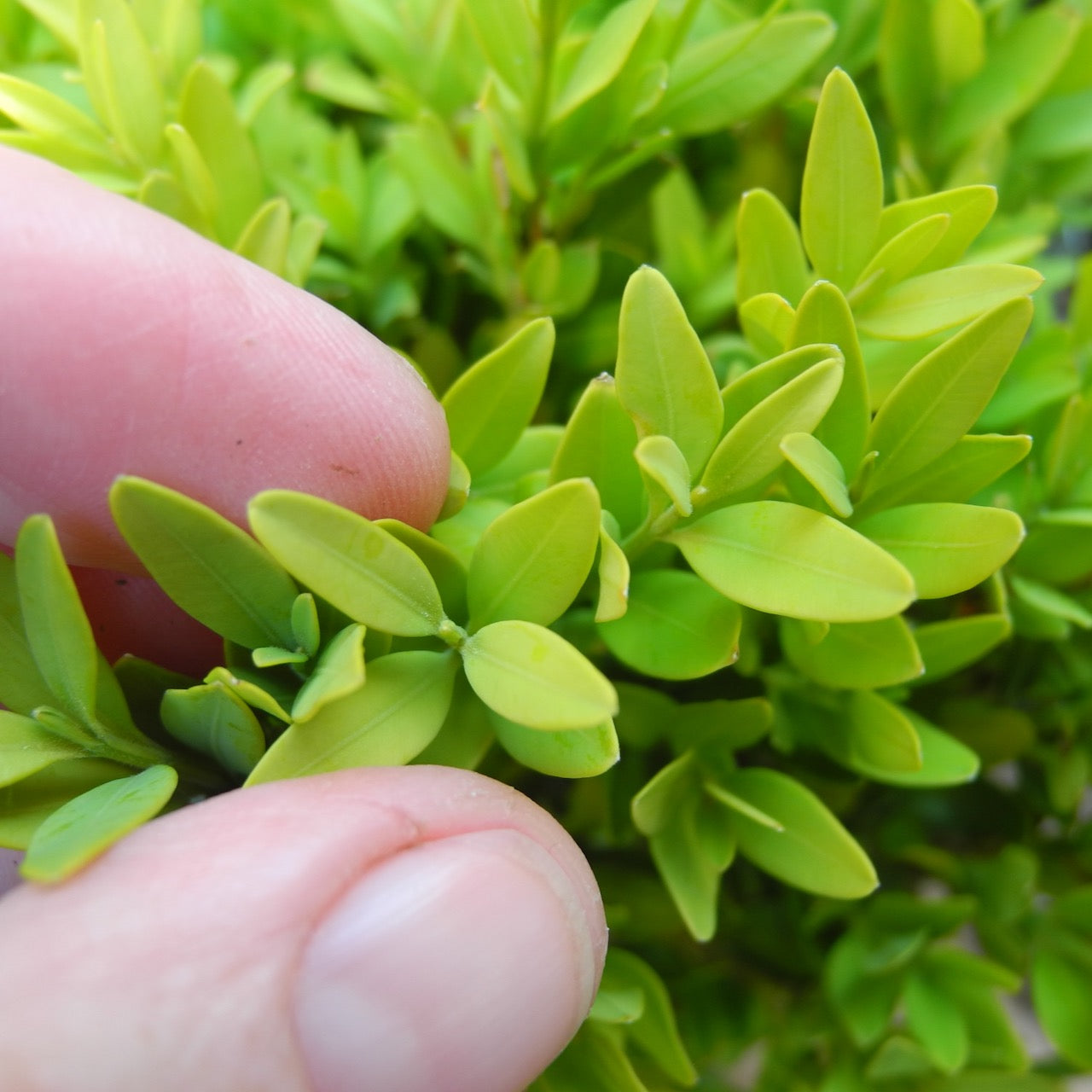 Justin Brouwers Dwarf Boxwood - Buxus sinica var. insularis 'Justin Brouwers'