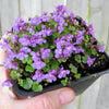 Dwarf Kenilworth Ivy - Cymbalaria aequitriloba