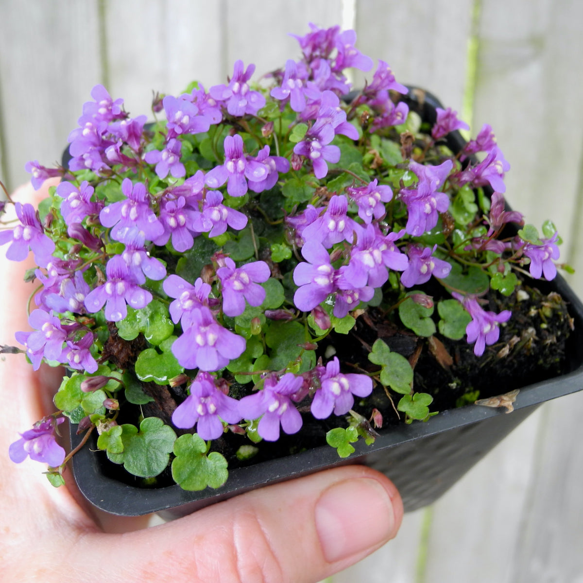 Dwarf Kenilworth Ivy - Cymbalaria aequitriloba