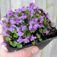 Dwarf Kenilworth Ivy - Cymbalaria aequitriloba