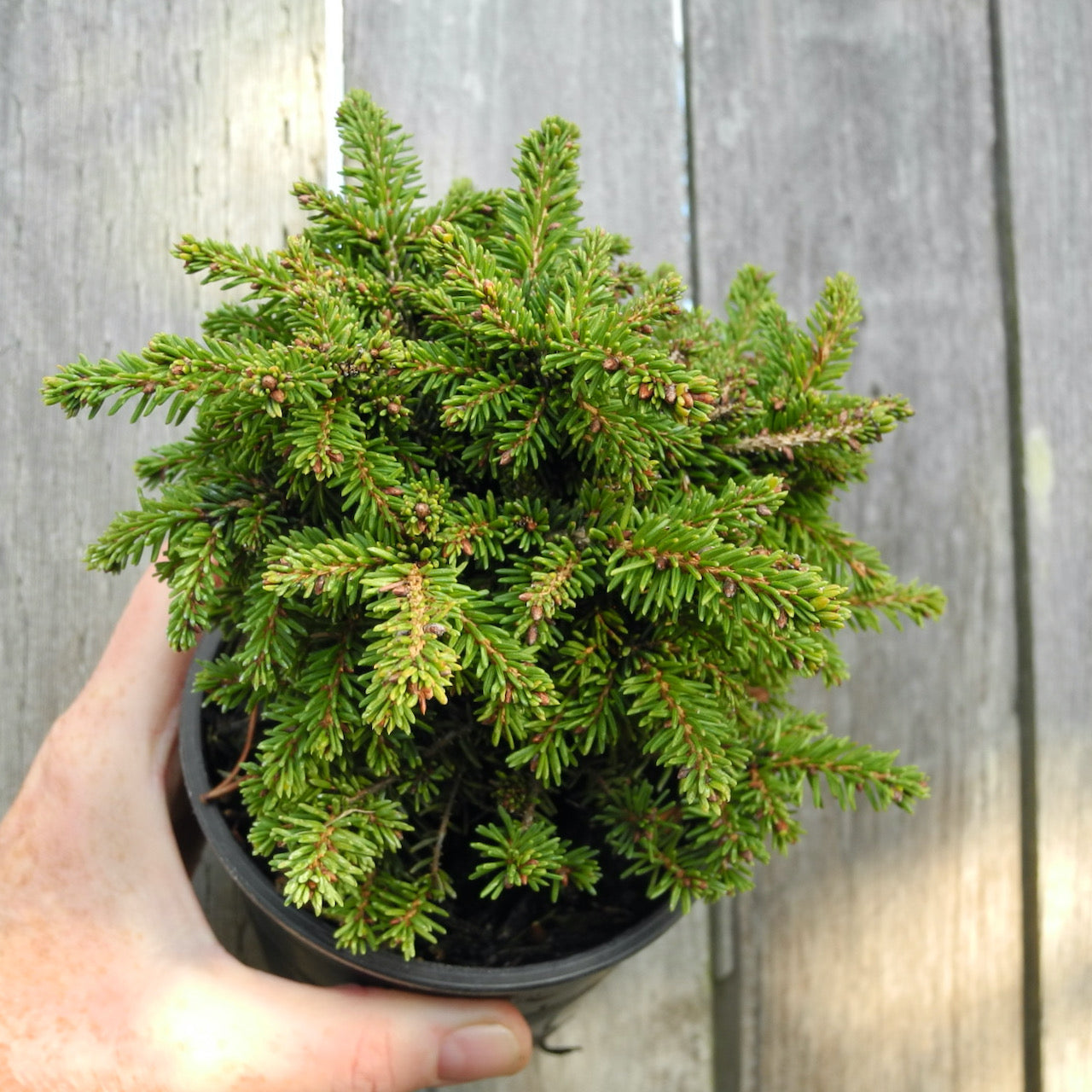 Mini Garden Little Gem Dwarf Norway Spruce - Picea abies 'Little