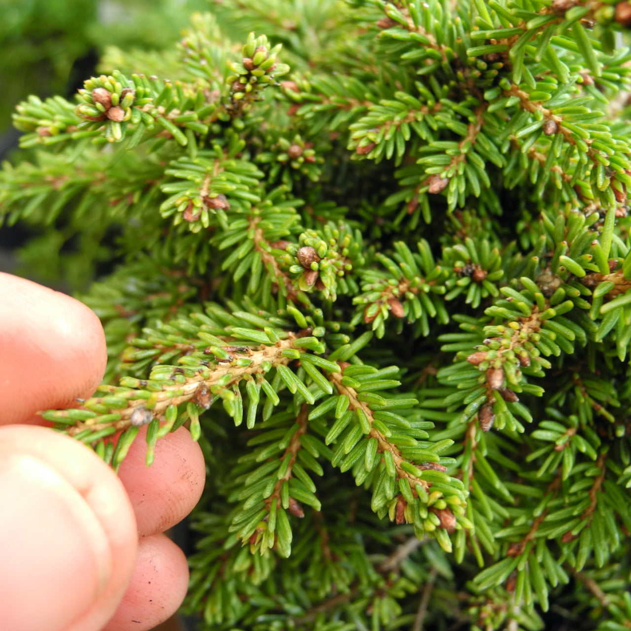 Little Gem Dwarf Norway Spruce - Picea abies 'Little Gem'
