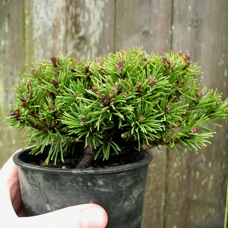 Slowmound Mugo Pine - Pinus mugo 'Slowmound'