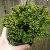 Slowmound Mugo Pine - Pinus mugo 'Slowmound'