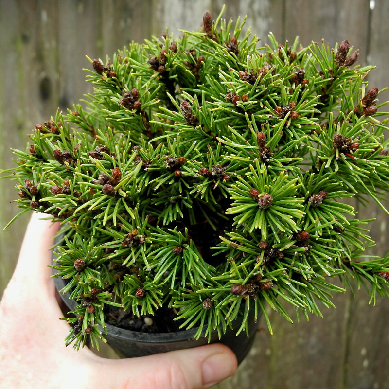 Slowmound Mugo Pine - Pinus mugo 'Slowmound'