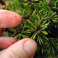 Slowmound Mugo Pine - Pinus mugo 'Slowmound'