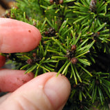 Slowmound Mugo Pine - Pinus mugo 'Slowmound'