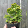 Melody Dwarf Hinoki Cypress - Chamaecyparis obtusa 'Melody'