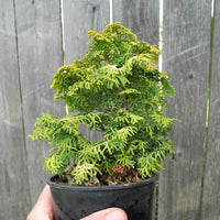 Melody Dwarf Hinoki Cypress - Chamaecyparis obtusa 'Melody'