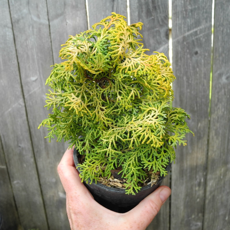 Melody Dwarf Hinoki Cypress - Chamaecyparis obtusa 'Melody'
