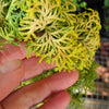 Melody Dwarf Hinoki Cypress - Chamaecyparis obtusa 'Melody'