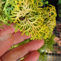 Melody Dwarf Hinoki Cypress - Chamaecyparis obtusa 'Melody'