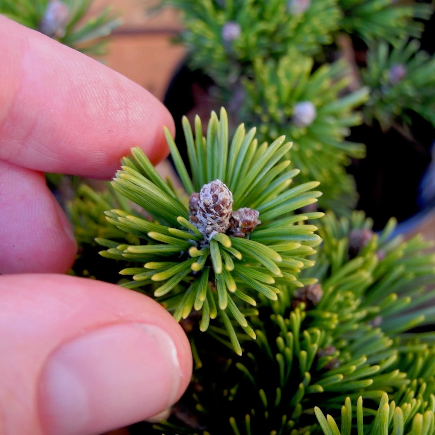 White Bud Mugo Pine - Pinus mugo 'White Bud'