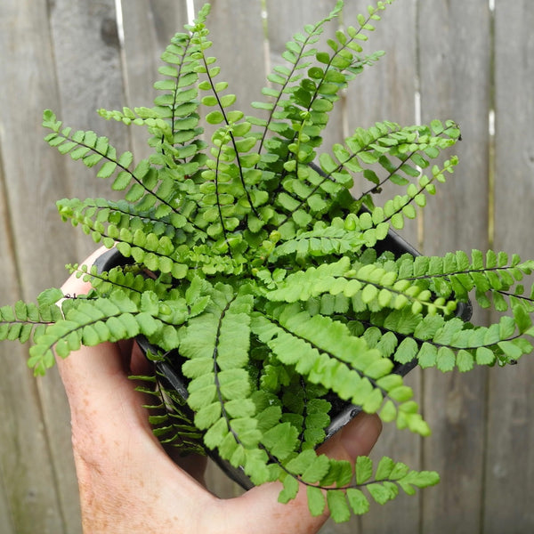 Maidenhair Spleenwort Fern - Asplenium trichomanes